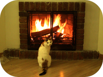 calico cat anabel looking back at the camera while sitting in front of a fire