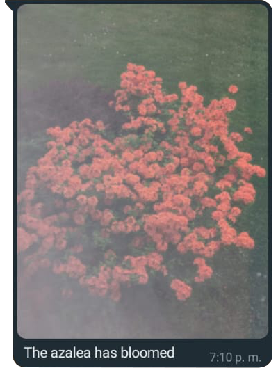 azalea-bloomed.png