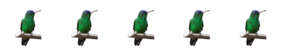 colibri-row.jpg